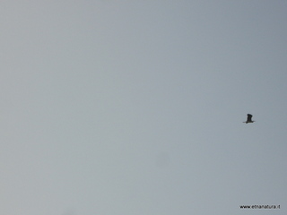 lle del Simeto-24-02-2013 10-38-58